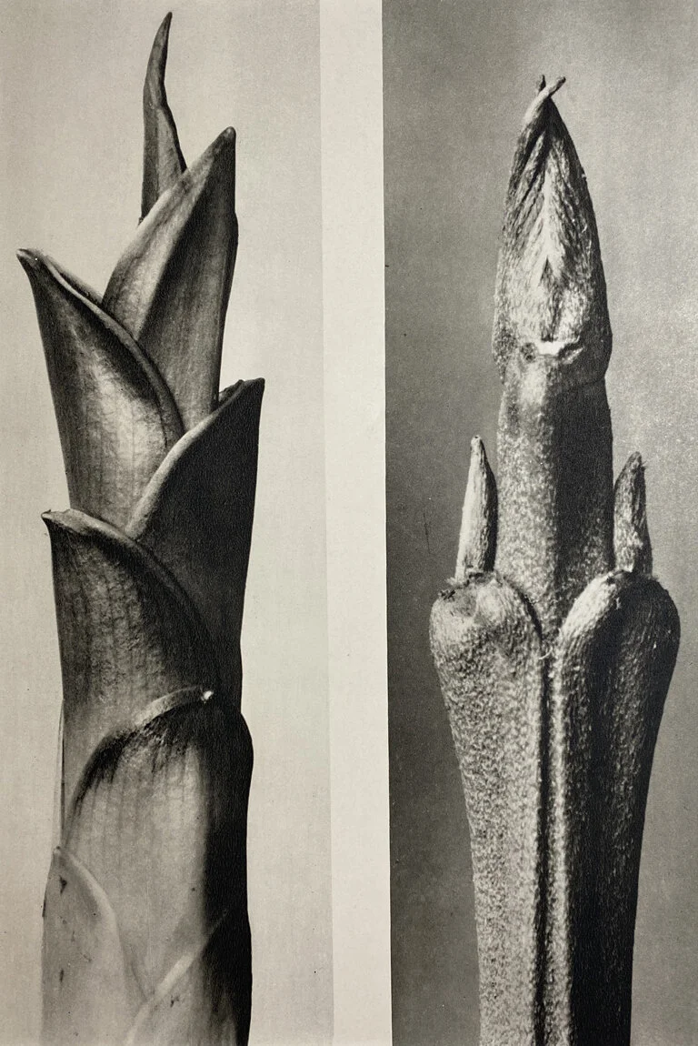Photogravures by Karl Blossfeldt — PDNB Gallery | Photographs Do